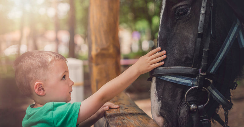 How to Create a Bond with a New Horse
